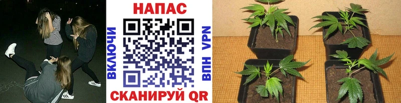 МАРИХУАНА план  Купить где  Темников 